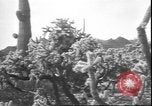 Image of cactus plant Arizona United States USA, 1931, second 39 stock footage video 65675058949