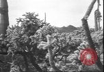 Image of cactus plant Arizona United States USA, 1931, second 40 stock footage video 65675058949