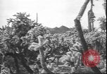 Image of cactus plant Arizona United States USA, 1931, second 41 stock footage video 65675058949