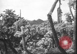 Image of cactus plant Arizona United States USA, 1931, second 42 stock footage video 65675058949