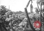 Image of cactus plant Arizona United States USA, 1931, second 43 stock footage video 65675058949