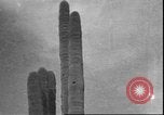 Image of cactus plant Arizona United States USA, 1931, second 45 stock footage video 65675058949