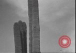 Image of cactus plant Arizona United States USA, 1931, second 47 stock footage video 65675058949