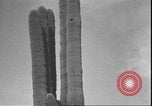 Image of cactus plant Arizona United States USA, 1931, second 50 stock footage video 65675058949