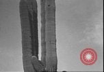 Image of cactus plant Arizona United States USA, 1931, second 51 stock footage video 65675058949