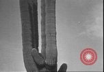 Image of cactus plant Arizona United States USA, 1931, second 52 stock footage video 65675058949