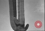 Image of cactus plant Arizona United States USA, 1931, second 53 stock footage video 65675058949