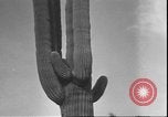 Image of cactus plant Arizona United States USA, 1931, second 54 stock footage video 65675058949