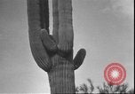Image of cactus plant Arizona United States USA, 1931, second 55 stock footage video 65675058949