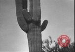 Image of cactus plant Arizona United States USA, 1931, second 56 stock footage video 65675058949