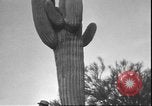 Image of cactus plant Arizona United States USA, 1931, second 57 stock footage video 65675058949