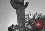 Image of cactus plant Arizona United States USA, 1931, second 58 stock footage video 65675058949