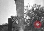 Image of cactus plant Arizona United States USA, 1931, second 60 stock footage video 65675058949