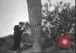 Image of cactus plant Arizona United States USA, 1931, second 61 stock footage video 65675058949