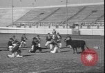 Image of Spanish comedians provoke bull Los Angeles California USA, 1935, second 13 stock footage video 65675058964