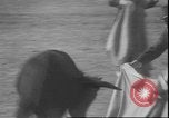 Image of Spanish comedians provoke bull Los Angeles California USA, 1935, second 24 stock footage video 65675058964