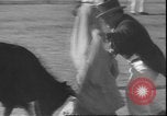 Image of Spanish comedians provoke bull Los Angeles California USA, 1935, second 29 stock footage video 65675058964