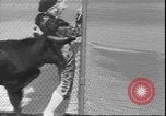 Image of Spanish comedians provoke bull Los Angeles California USA, 1935, second 33 stock footage video 65675058964