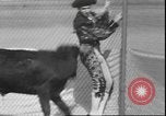 Image of Spanish comedians provoke bull Los Angeles California USA, 1935, second 34 stock footage video 65675058964