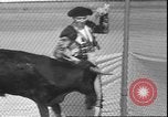 Image of Spanish comedians provoke bull Los Angeles California USA, 1935, second 35 stock footage video 65675058964
