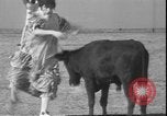 Image of Spanish comedians provoke bull Los Angeles California USA, 1935, second 49 stock footage video 65675058964