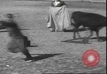 Image of Spanish comedians provoke bull Los Angeles California USA, 1935, second 55 stock footage video 65675058964