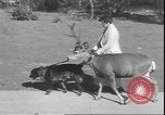 Image un cerf Los Angeles California USA, 1935, de la seconde 4 séquences d'archives historiques vidéo 65675058979