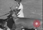 Image un cerf Los Angeles California USA, 1935, de la seconde 9 séquences d'archives historiques vidéo 65675058979