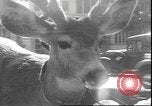 Image un cerf Los Angeles California USA, 1935, de la seconde 12 séquences d'archives historiques vidéo 65675058979