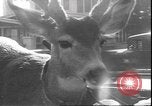 Image un cerf Los Angeles California USA, 1935, de la seconde 13 séquences d'archives historiques vidéo 65675058979