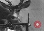 Image un cerf Los Angeles California USA, 1935, de la seconde 23 séquences d'archives historiques vidéo 65675058979