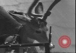 Image un cerf Los Angeles California USA, 1935, de la seconde 24 séquences d'archives historiques vidéo 65675058979