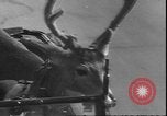 Image un cerf Los Angeles California USA, 1935, de la seconde 25 séquences d'archives historiques vidéo 65675058979