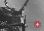 Image un cerf Los Angeles California USA, 1935, de la seconde 30 séquences d'archives historiques vidéo 65675058979