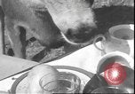 Image un cerf Los Angeles California USA, 1935, de la seconde 39 séquences d'archives historiques vidéo 65675058979