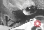 Image un cerf Los Angeles California USA, 1935, de la seconde 40 séquences d'archives historiques vidéo 65675058979