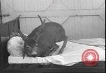 Image un cerf Los Angeles California USA, 1935, de la seconde 48 séquences d'archives historiques vidéo 65675058979
