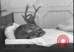 Image un cerf Los Angeles California USA, 1935, de la seconde 49 séquences d'archives historiques vidéo 65675058979