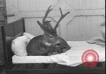 Image un cerf Los Angeles California USA, 1935, de la seconde 50 séquences d'archives historiques vidéo 65675058979