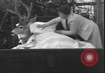 Image un cerf Los Angeles California USA, 1935, de la seconde 56 séquences d'archives historiques vidéo 65675058979