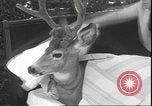 Image un cerf Los Angeles California USA, 1935, de la seconde 57 séquences d'archives historiques vidéo 65675058979