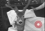 Image un cerf Los Angeles California USA, 1935, de la seconde 61 séquences d'archives historiques vidéo 65675058979