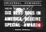 Immagine di Barboncino francese New York United States USA, 1939, secondo 1 filmato di repertorio 65675059008