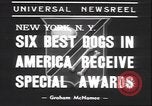 Immagine di Barboncino francese New York United States USA, 1939, secondo 4 filmato di repertorio 65675059008