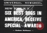 Immagine di Barboncino francese New York United States USA, 1939, secondo 6 filmato di repertorio 65675059008