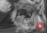 Immagine di Barboncino francese New York United States USA, 1939, secondo 13 filmato di repertorio 65675059008