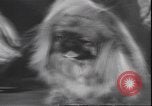 Immagine di Barboncino francese New York United States USA, 1939, secondo 14 filmato di repertorio 65675059008