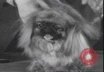 Immagine di Barboncino francese New York United States USA, 1939, secondo 15 filmato di repertorio 65675059008