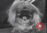 Immagine di Barboncino francese New York United States USA, 1939, secondo 16 filmato di repertorio 65675059008