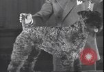 Immagine di Barboncino francese New York United States USA, 1939, secondo 17 filmato di repertorio 65675059008